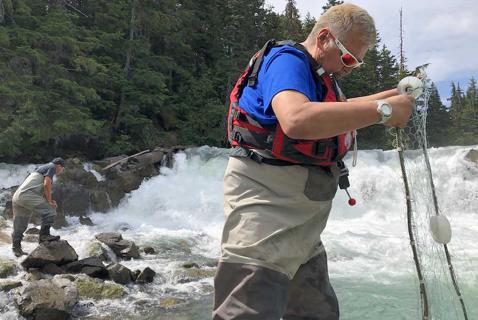 Loss of Sockeye Diversity Threatens Skeena Salmon, Study Finds