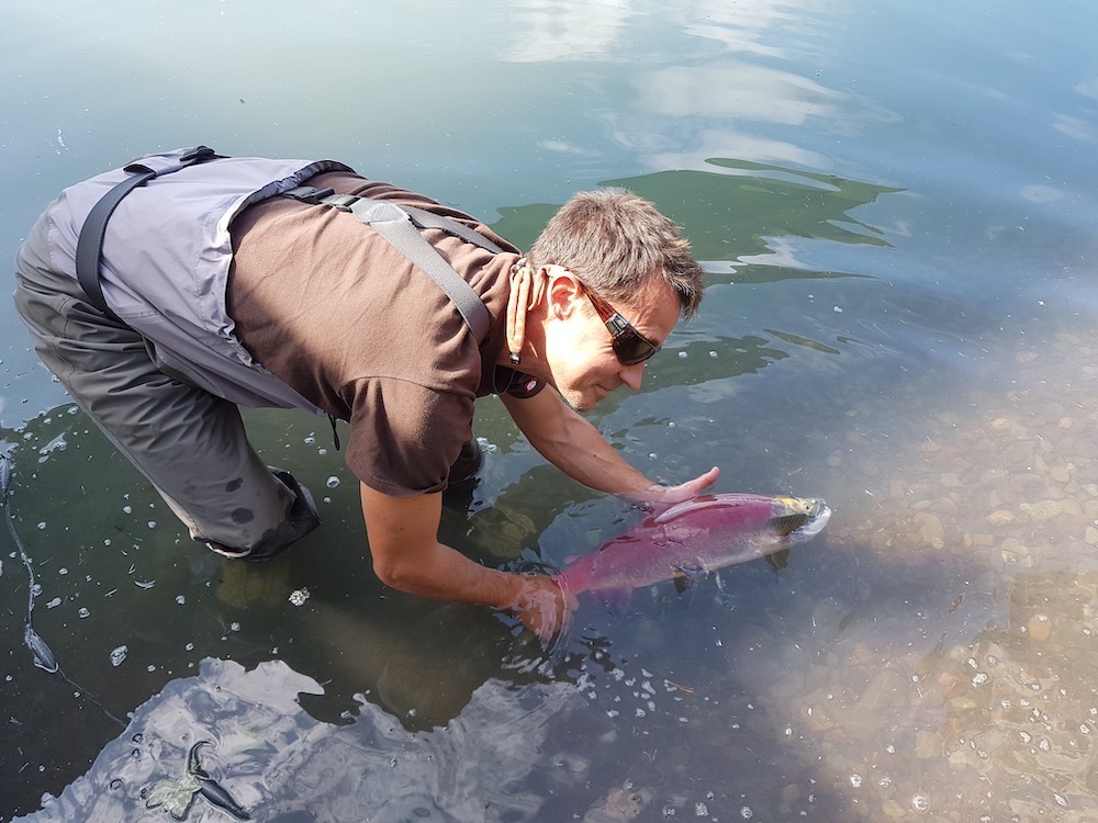 851px version of MichaelPriceSockeye.jpg