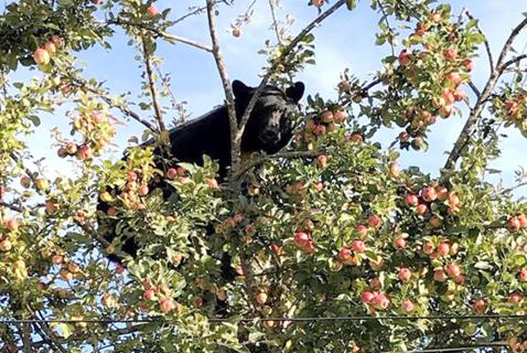 Is the Pandemic Making Urban Wildlife Crazier?