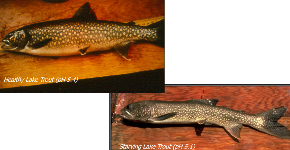 960px version of SchindlerStarvingLakeTroutCompare.jpg