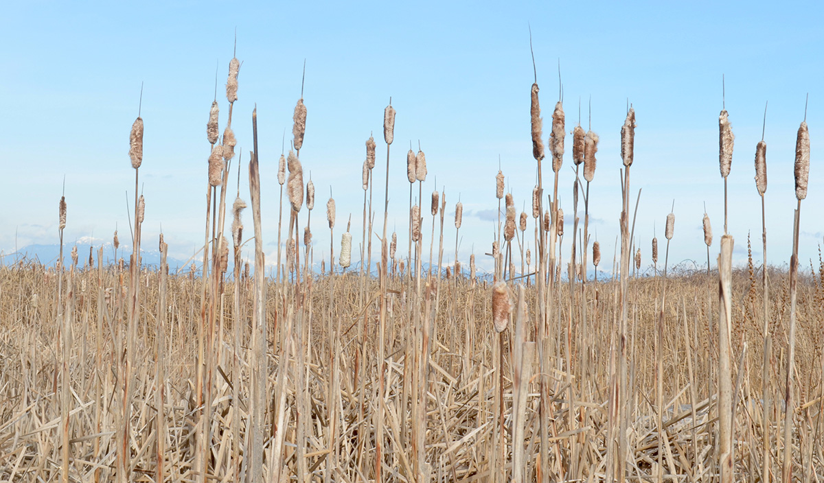 851px version of BoundaryBayReeds.jpg