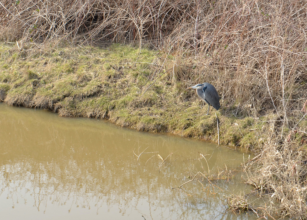 851px version of GreatBlueHeronDelta.jpg