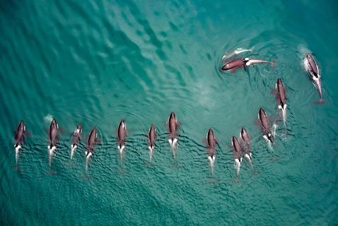 Tracking Orcas with Tech: ‘The Images Took Our Breath Away’