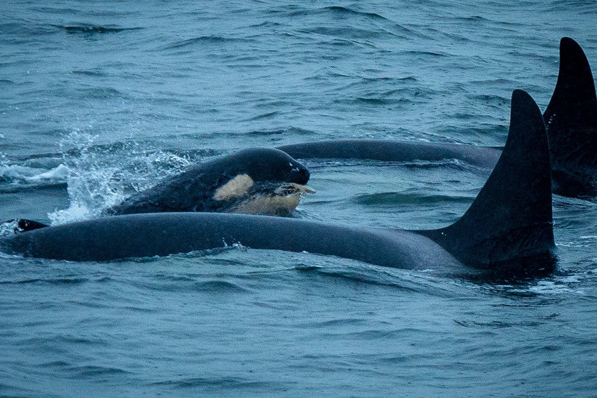 A calf, swimming amidst larger whales, holds a salmon in her mouth in a wavy, slate-blue sea.