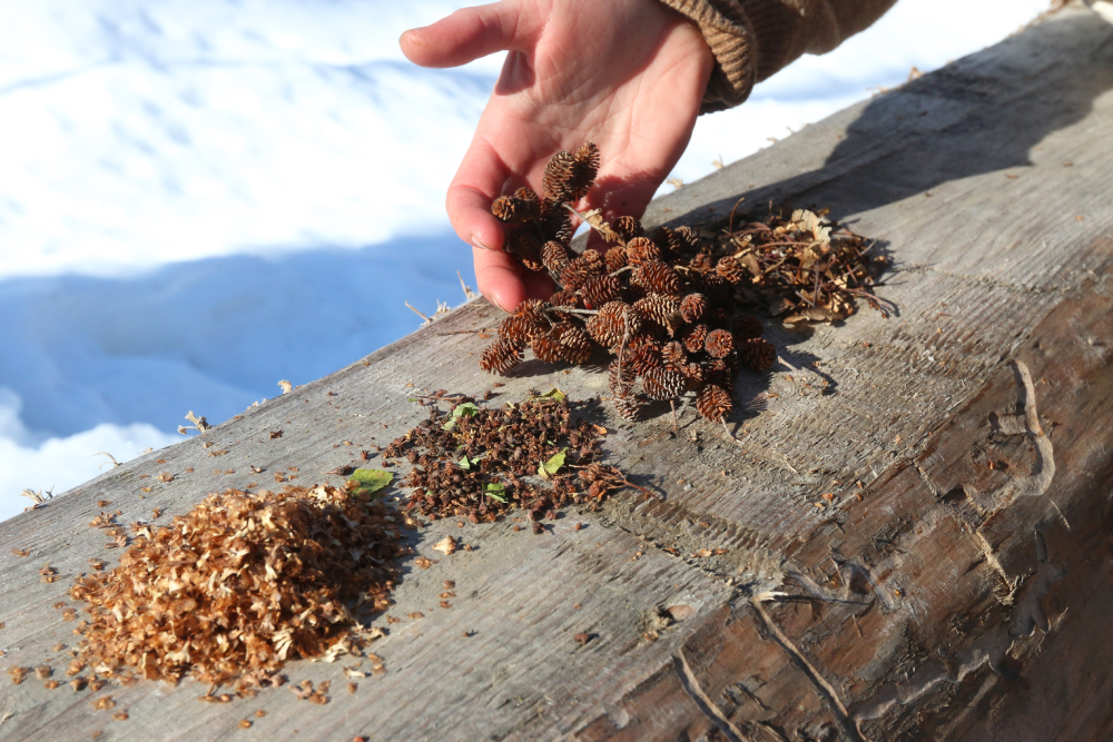 NatashaKupermanSeedTheNorthSeedCones.jpg