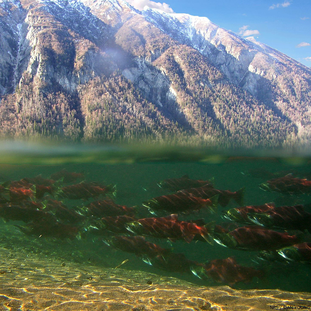 851px version of SockeyeSalmonUnderwaterLakeClarkNationalPark.jpg