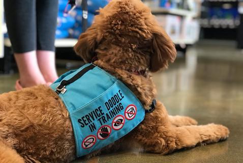 Let Service Dogs Do Their Jobs, Dammit!