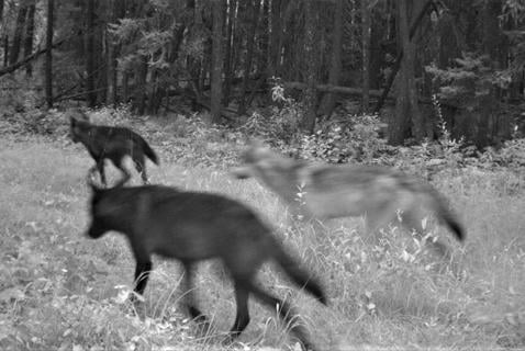 Keep Killing Wolves to Protect Caribou? No, Says New Research