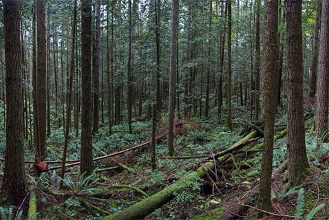 ‘Net-Zero’ Emissions May Not Be as Green as You Think
