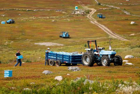 Competition Bureau Quietly Closed Blueberry Price-Fixing Investigation