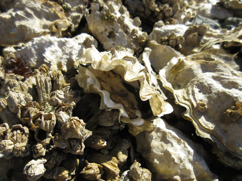 OysterBed.jpg