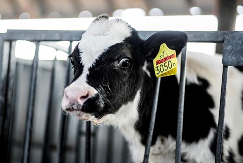 Where They Stand: The Parties on Animal Welfare