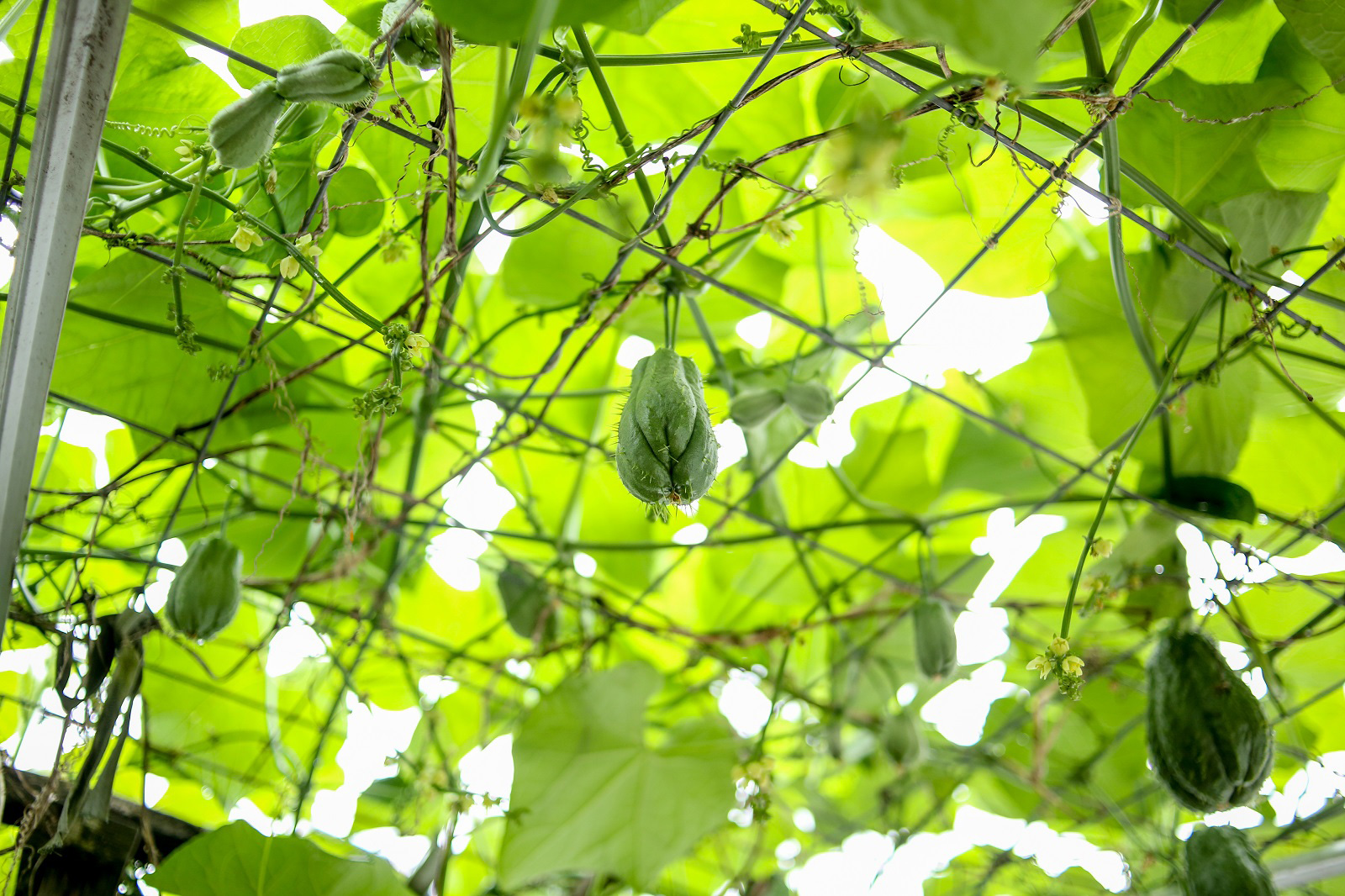 851px version of ChayoteSquashGarden.jpg