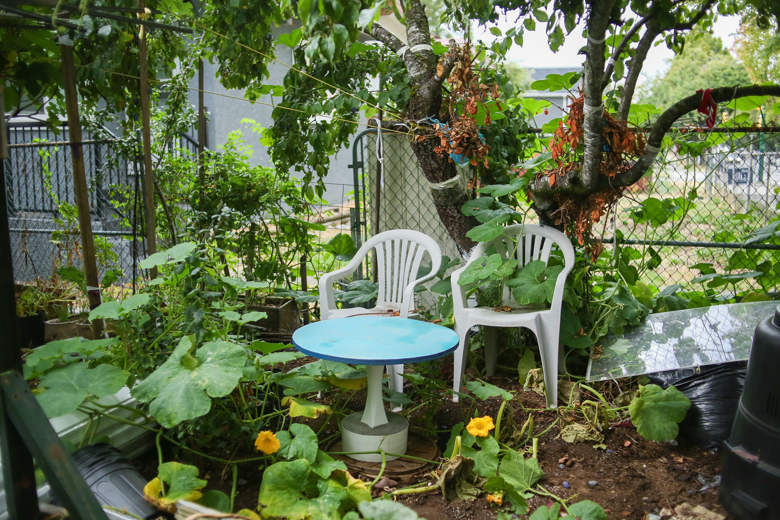 851px version of PlasticChairsGardenTrellises.jpg