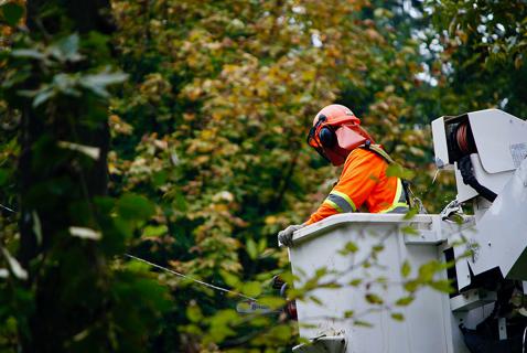 RCMP Arrest Tree-sitter Protesting Trans Mountain Pipeline Expansion