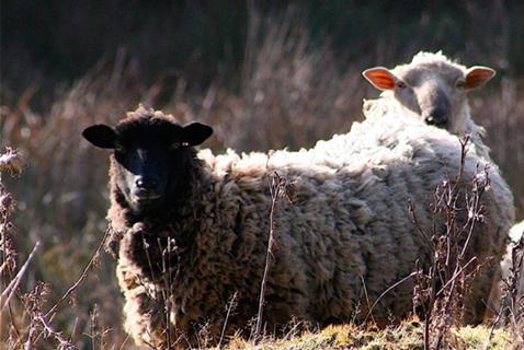 On Lasqueti Island, a Wild and Woolly Issue Has Divided Residents