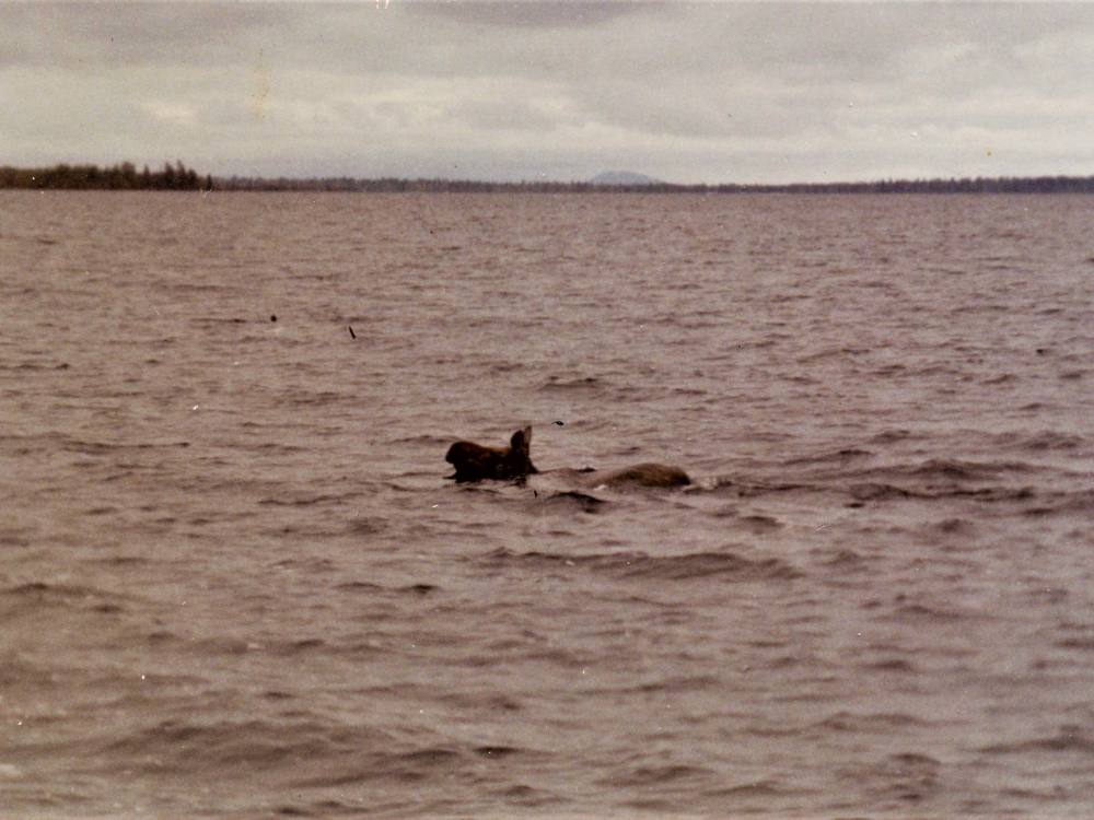 851px version of Moose.Williston.Reservoir.jpg