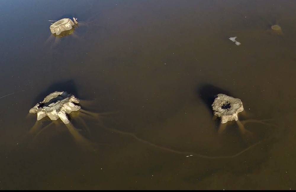 851px version of Trees.Submerged.Williston.Lake.jpeg