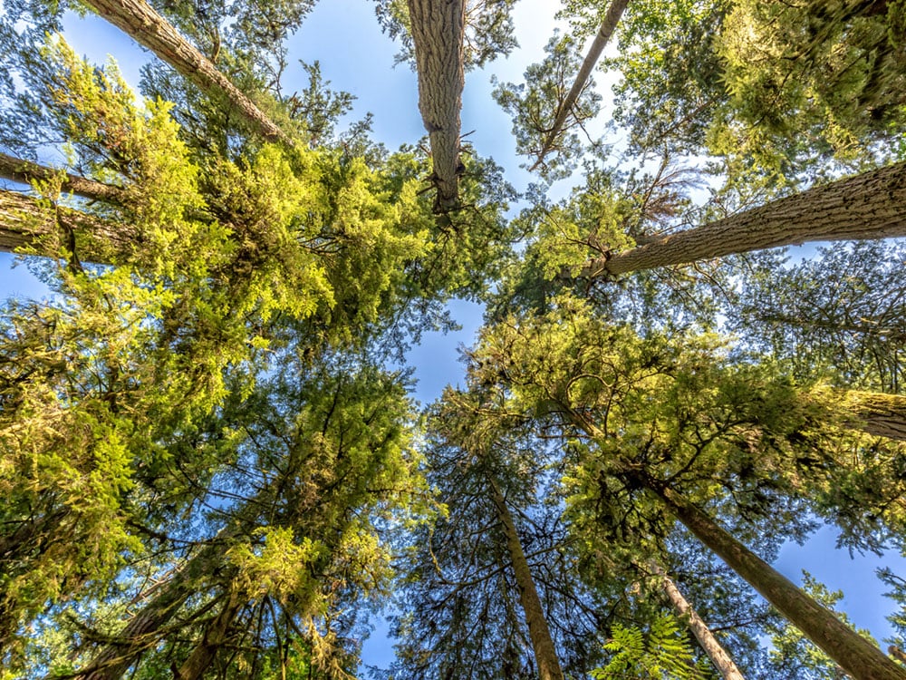 The camera looks skyward through a stand of Douglas fir trees, towards a blue sky. 