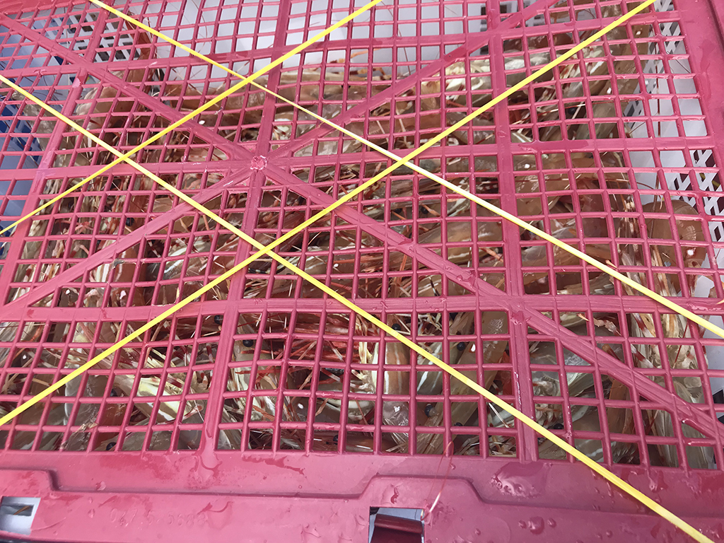 A pink plastic crate full of spotted shrimp, bound together with yellow plastic straps.