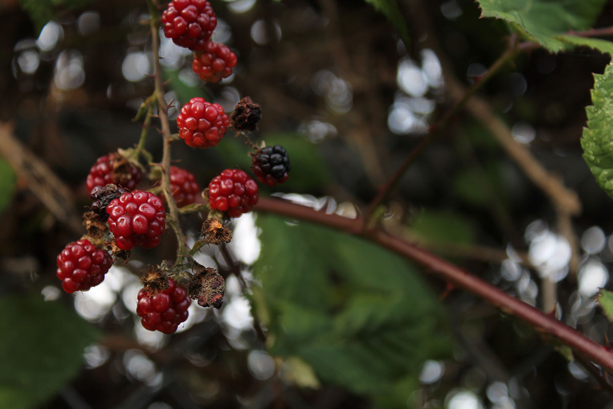 A cluster of blackberries grows on a branch. The berries, depicted in the spring, are mostly red and will become a darker colour as the weather warms. Foliage in the background is in soft focus.