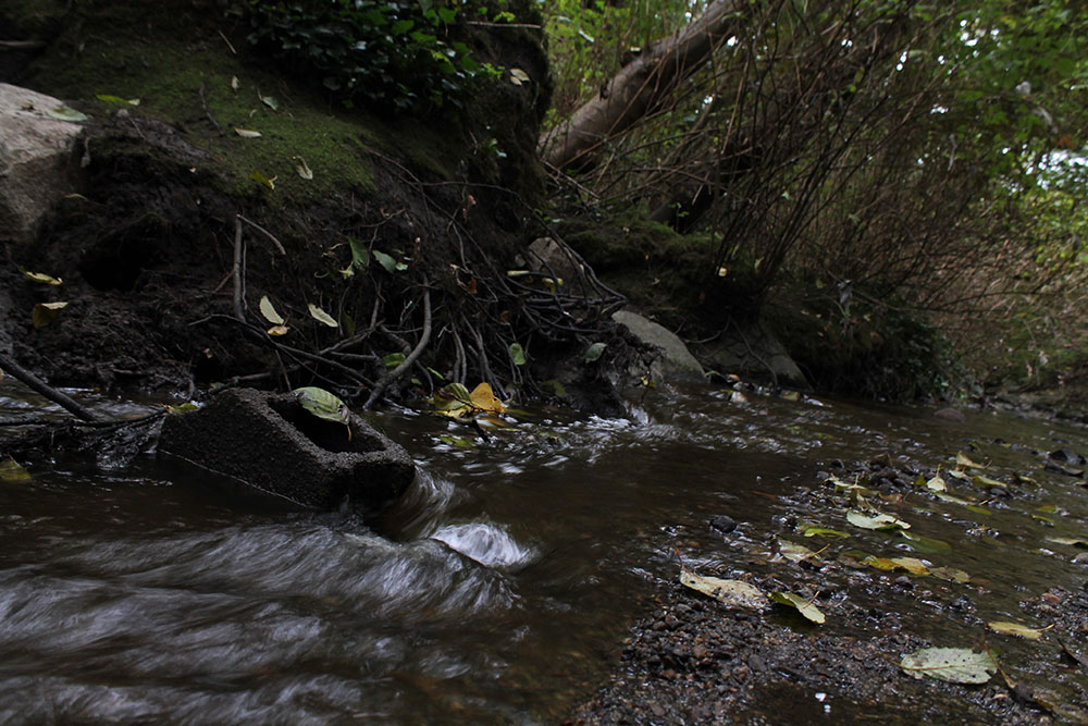 Dark water rushes by tree roots and a broken concrete block. Leaves float in the water.