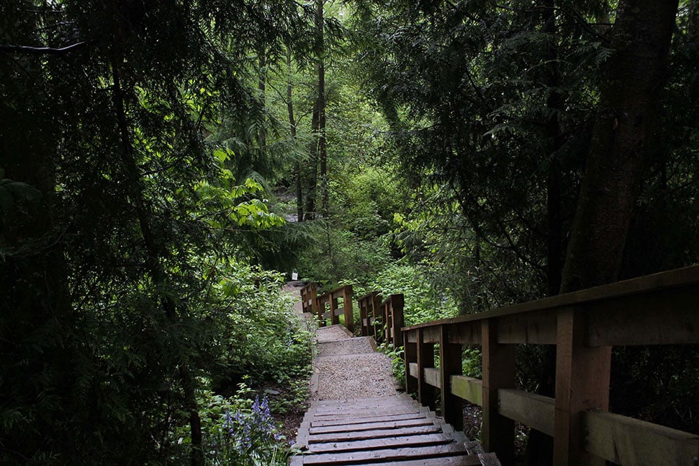 Wooden stairs wind down into a lush green forest on a grey day. 