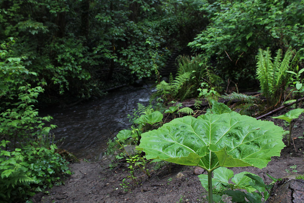 Lush green plants grow near Still Creek in East Vancouver. A tall bright-green plant with a wide leaf is in the foreground. In the background are ferns and leafy deciduous trees. 
