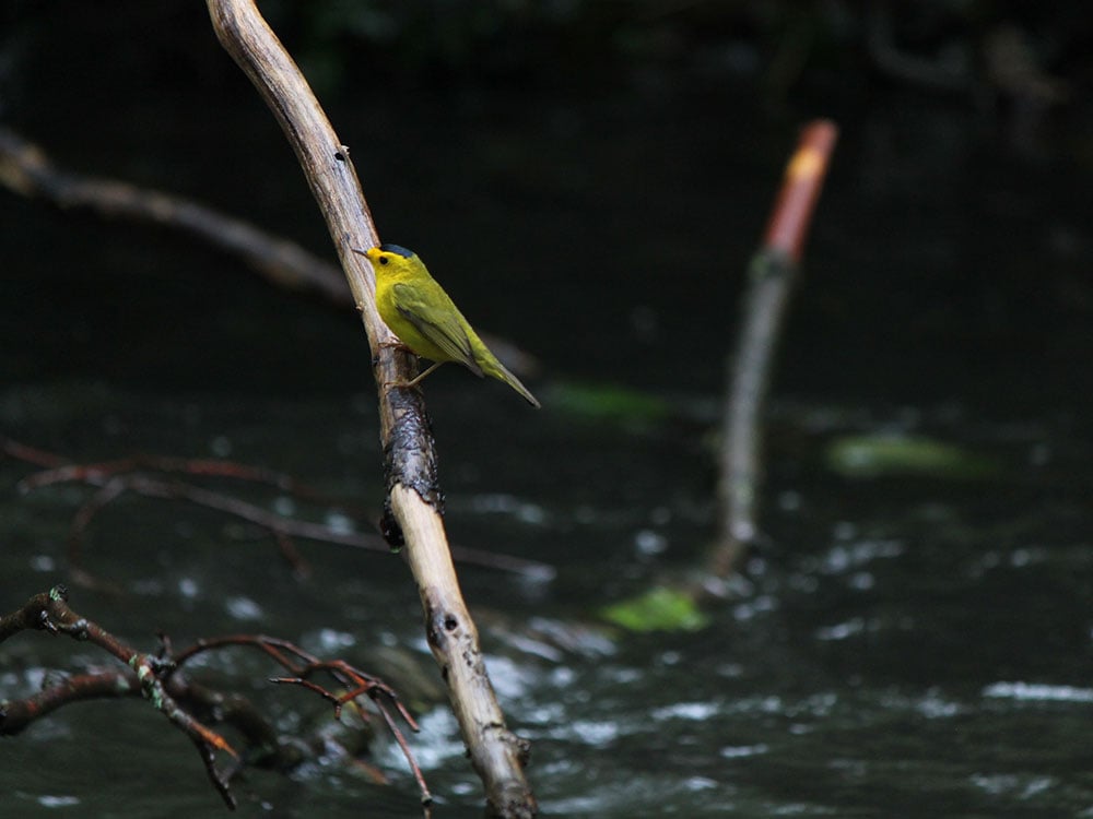 A small bird, a Wilson’s warbler, rests on a branch while Still Creek rushes by below in East Vancouver’s Renfrew Ravine Park. The bird is light green with black markings top of its yellow face and chest. The water below is dark and in soft focus.