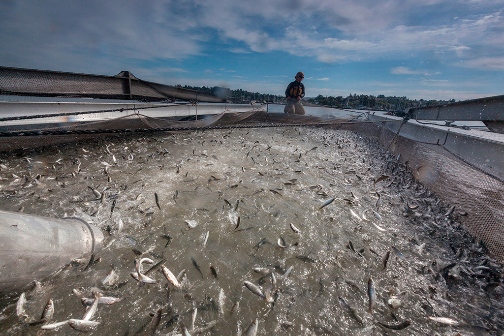 An image of a worker holding a net filled with flopping chinook salmon molts.