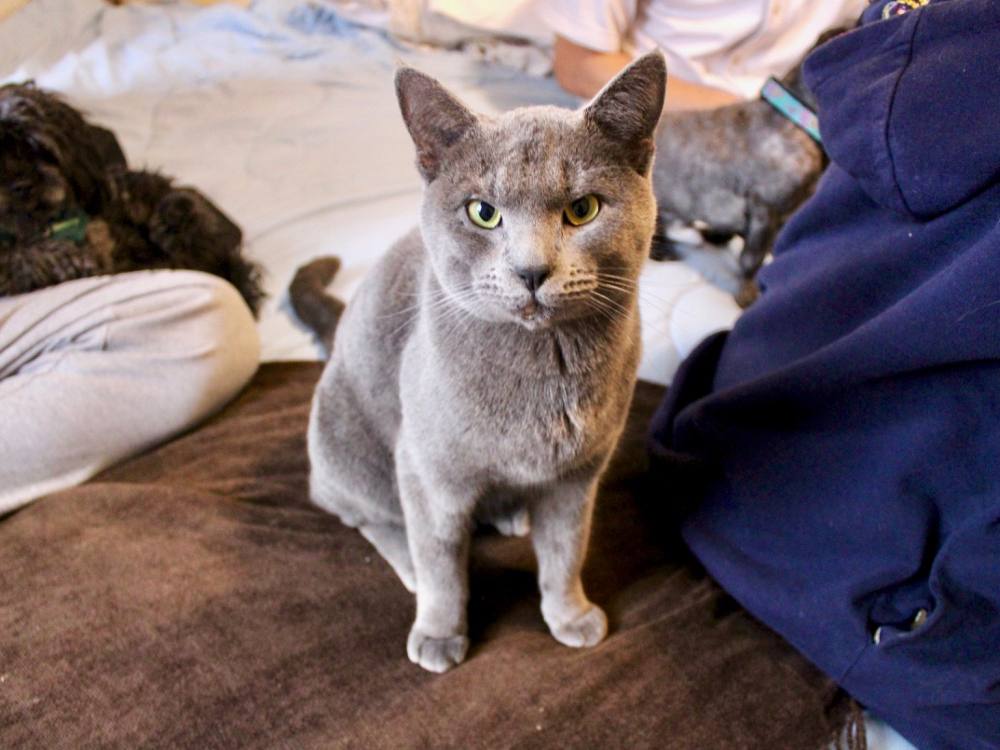 A gray cat sits on a bed, looking intensely at the camera.