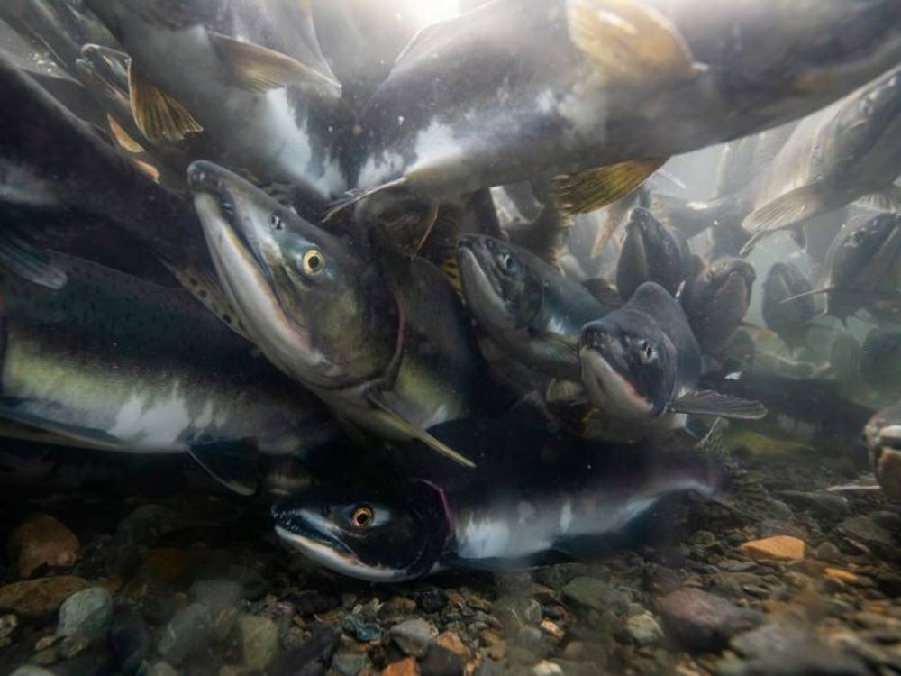 A school of fish swims very close to the camera, which sits at the bottom of a gravelly stream.