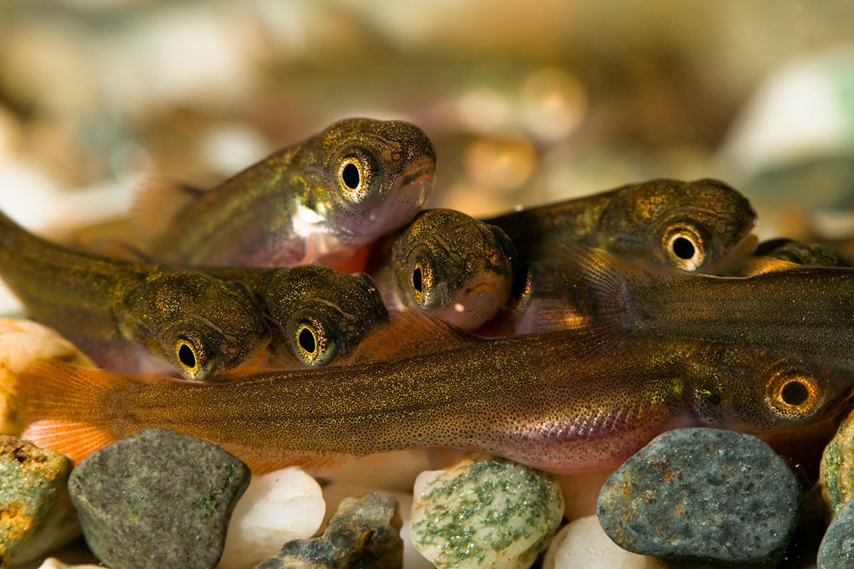 851px version of BabySalmonRocks.jpg