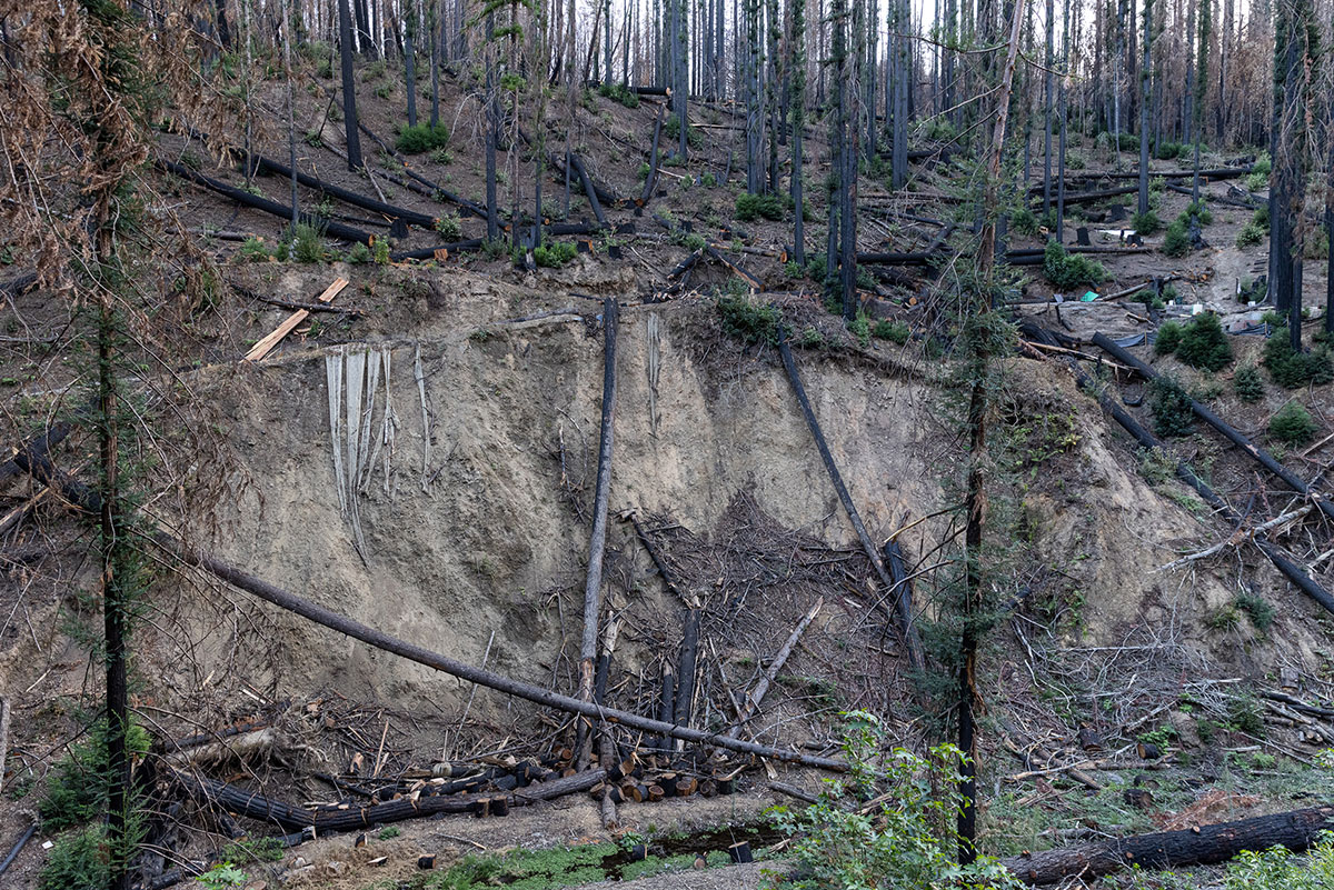 851px version of WalbridgeWildfireForestDebris.jpg