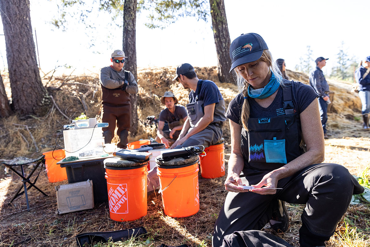 960px version of YellowjacketCreekSalmonRelease1.jpg