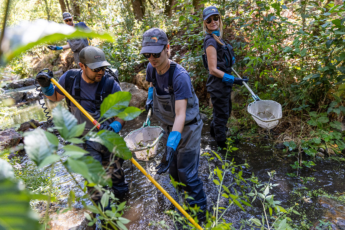 960px version of YellowjacketCreekSalmonRelease2.jpg