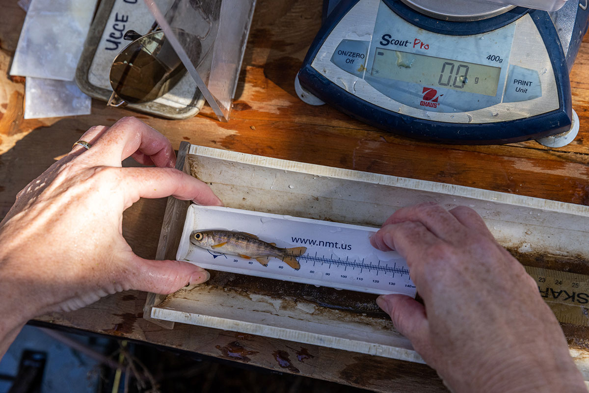 960px version of YellowjacketCreekSalmonRelease3.jpg