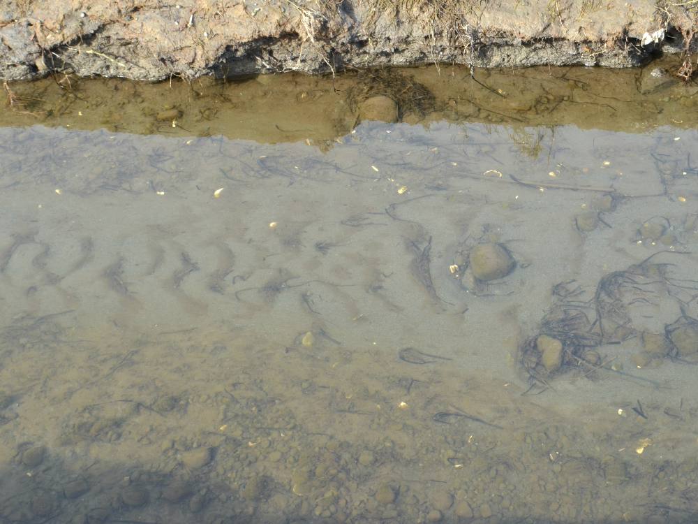 A photograph of the ocean tide on the shore of Centennial Beach in Delta. One can see seaweed in the water and ripples in the sand formed by tidal movements.