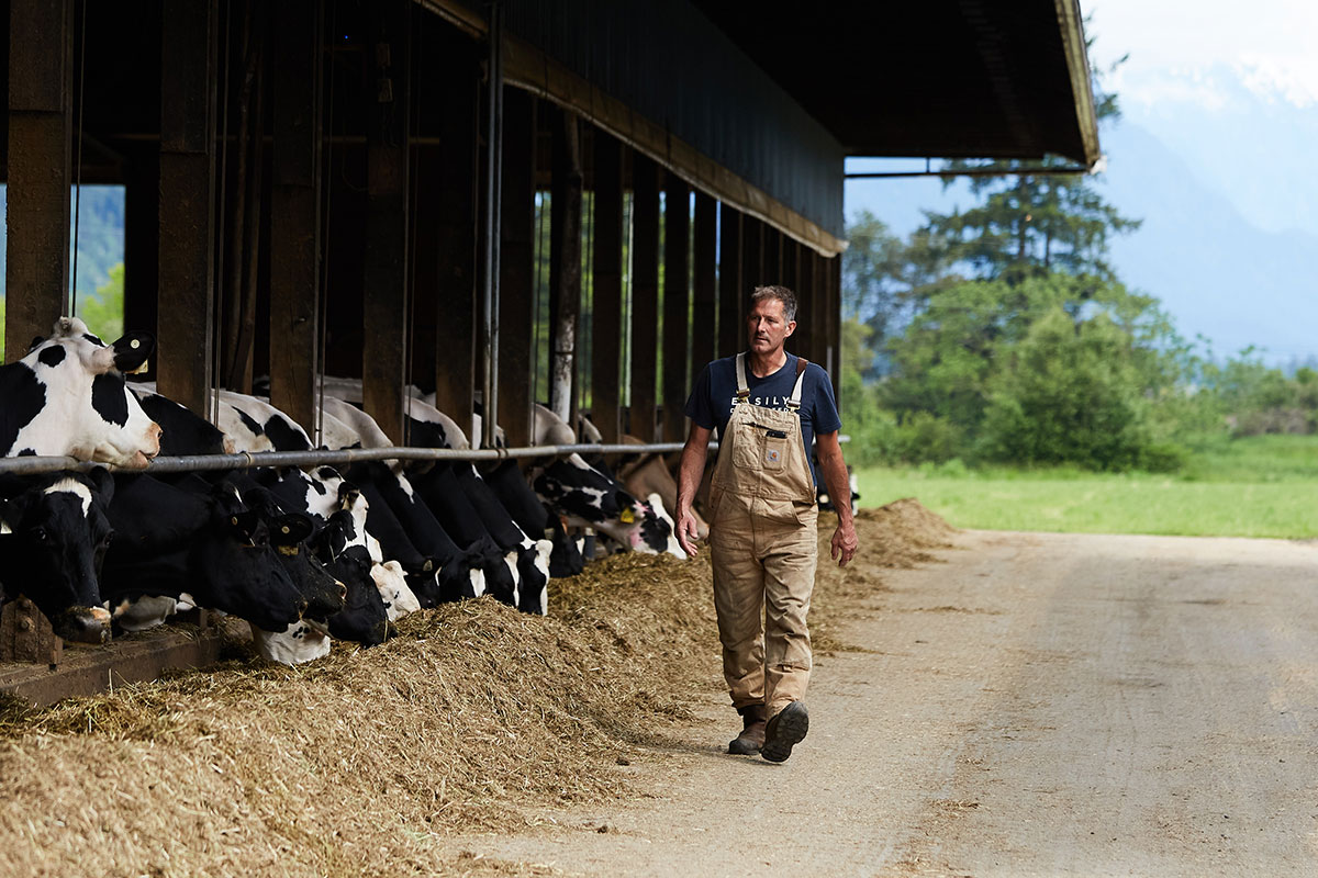 Kevin Severinski, a farmer in beige overalls over a navy t-shirt walks past a barn of black and white milking cows to the left of the frame. The cows are eating hay.