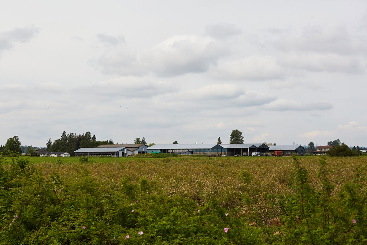 A wide photograph depicts a big cloudy grey sky over wide, grey one-storey buildings that comprise Severinski Farms in Pitt Meadows, B.C. In the foreground is a patch of greenery and wildflowers.
