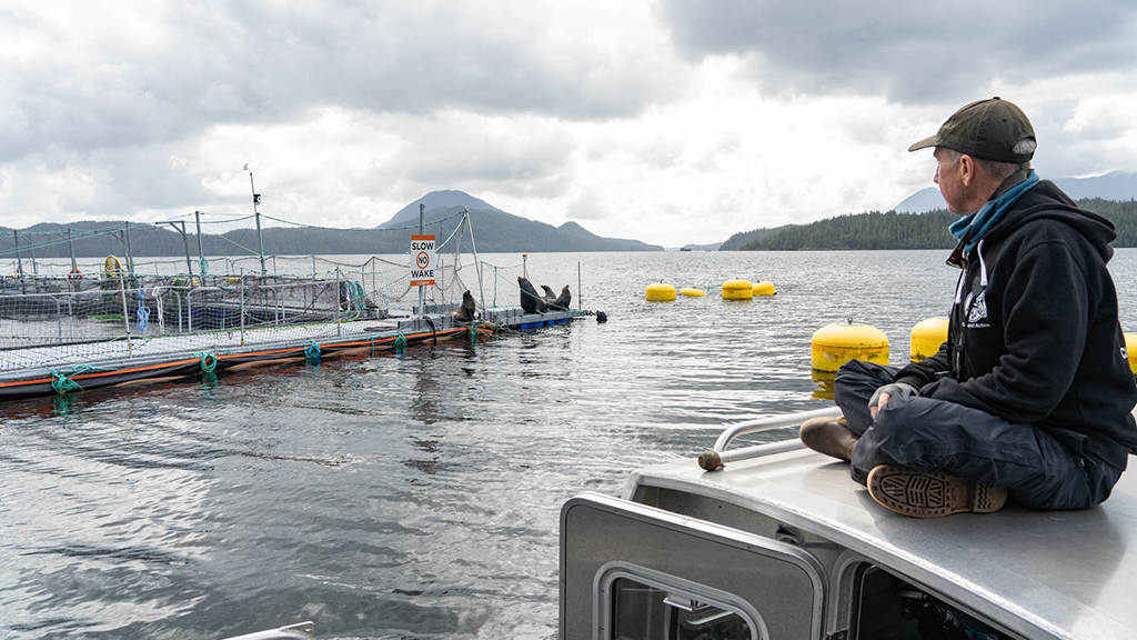 Dan Lewis, executive director of Clayoquot Action, a Tofino-based conservation society, sits cross legged on the roof of a small tin boat. He's dressed warmly, wearing rain boots, rain pants, heavy sweaters and a dark baseball cap. His head is turned away from the camera. He's looking at a herd of sea lions who have hoisted themselves up on the metal walkway of an open-net pen salmon farm. Nets are strung across the walkway but they look somehow fragile against the solid bodies of the sea lions.