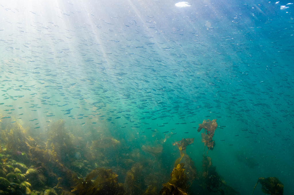 A silvery school of juvenile salmon swim through clear blue waters. Sunbeams filter through the surface and light up orange and yellow kelp growing on the sea floor.
