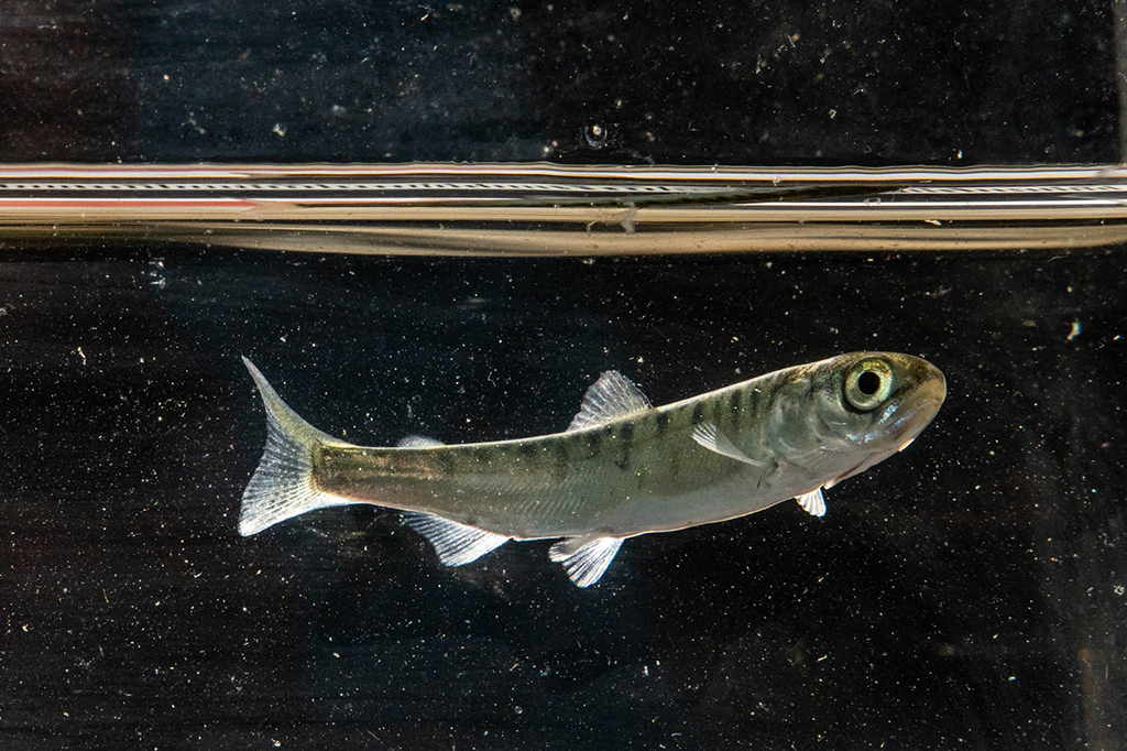 Salmon smolts are silvery slender fish with shimmery scales and big eyes. A salmon smolt is around the size of a human finger. ’Namgis First Nation hereditary Chief Don Svanvik describes salmon smolts as “plump and sassy.”