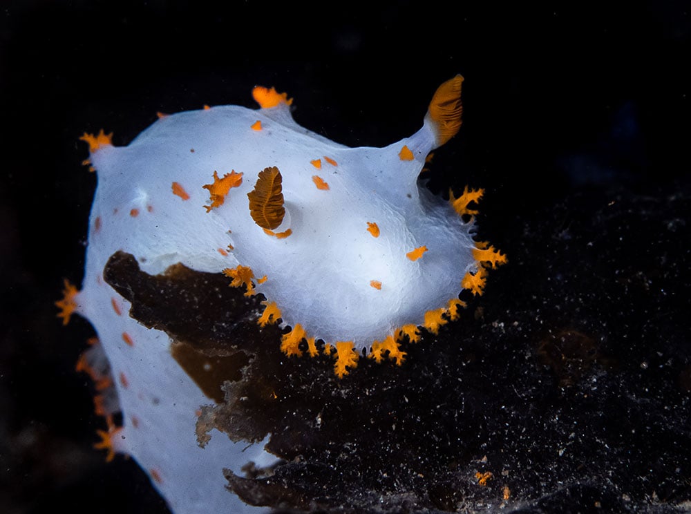 A pale white nudibranch sea slug crawls up over the edge of a dark rock. It has bright orange spikes protruding from its body. 