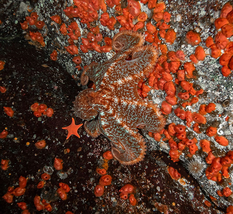 A bright orange octopus has flattened itself against a rock wall. Its orange and white patterned skin blends into the orange sponge and orange sea star also on the rock wall. 