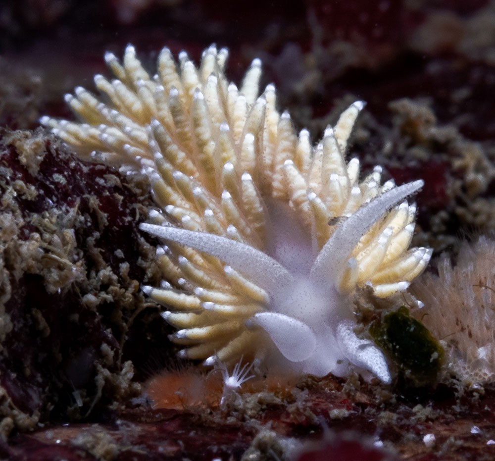 This pale white and champagne-coloured nudibranch looks like it's wearing a spiky jacket. 