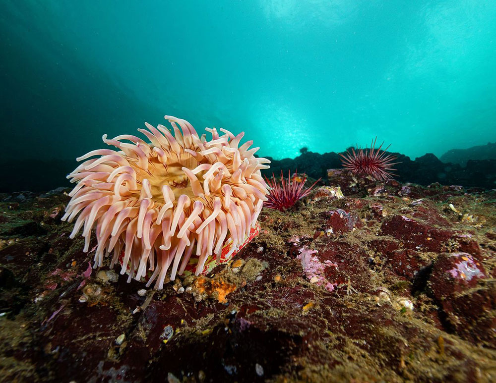 A pink anemone rests on the side of a rocky wall, with spiky red sea urchins perched above it. The photo looks up to the water's surface, where the water is cast a turquoise blue. 