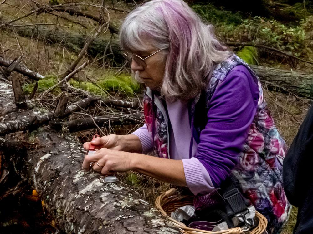 A woman with grey hair streaked with pink collects mould from a downed tree.