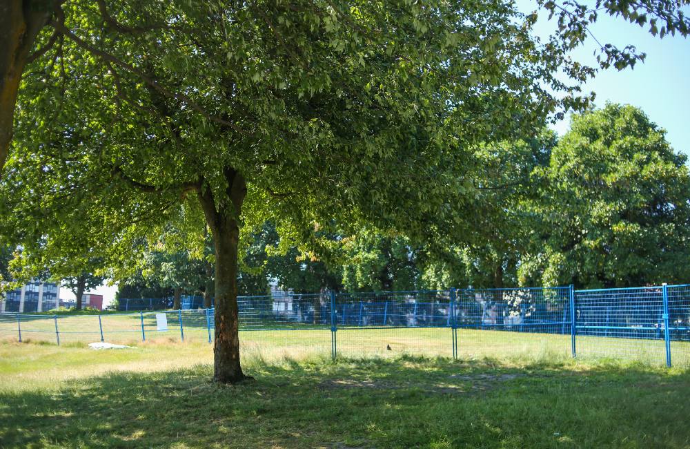 A blue fence wraps around a line of trees in a park.