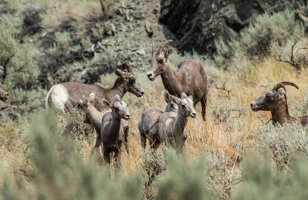 A cluster of Bighorn sheep includes three ewes and four lambs.